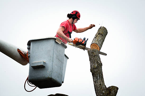 Best Tree Removal Service  in Byers, CO